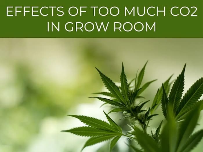 The pros and cons of Adding CO2 to Grow Room