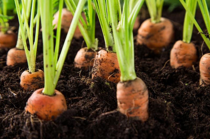 Grow & Plant Carrots