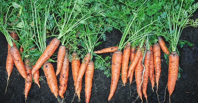 How To Grow Carrots