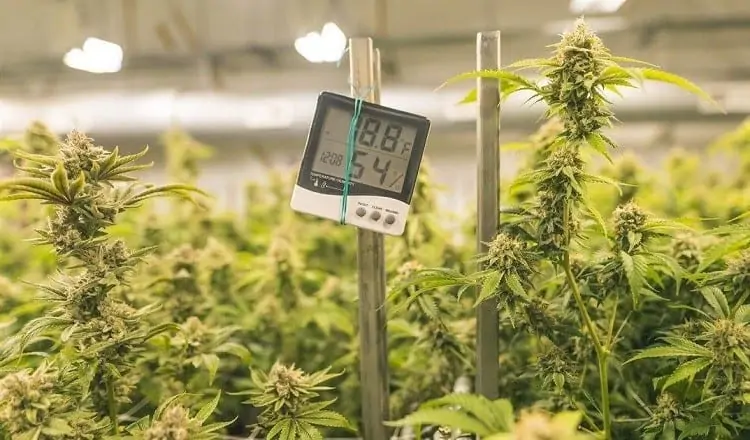 Humidity For Growing Cannabis 