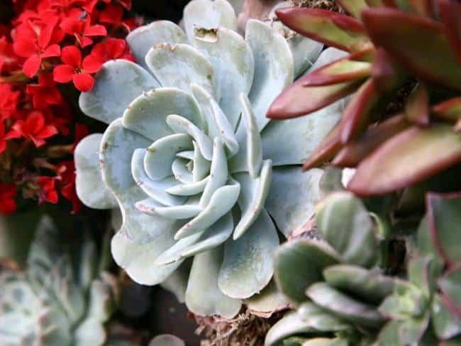 can Succulents Grow Without Sunlight