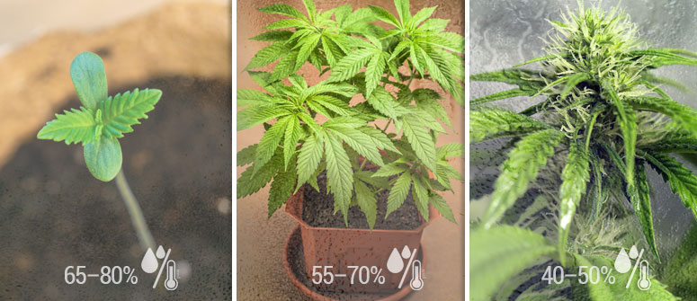 Humidity For Growing Cannabis