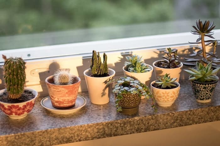 How Long Can Succulents Grow Without Sunlight?
