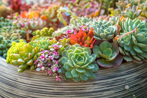 How Much Sunlight Succulents Need?