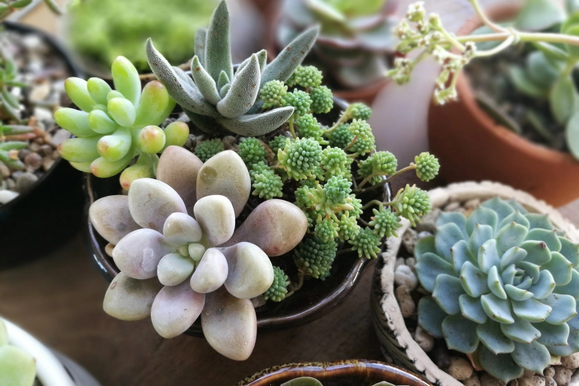 how to care for succulents outdoors