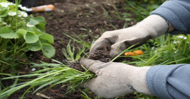 How Quickly Can Weeds Grow?