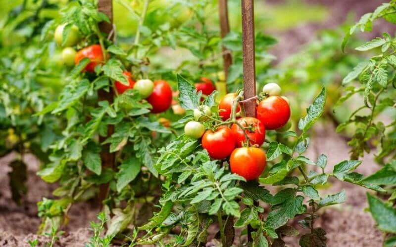 Factors Influencing the Spacing of Tomatoes