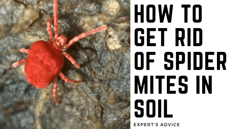 Spider Mites in soil