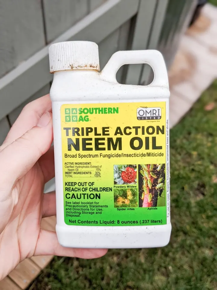 When Should I Apply Neem Oil?