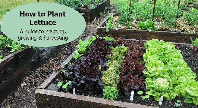 Lettuce planting