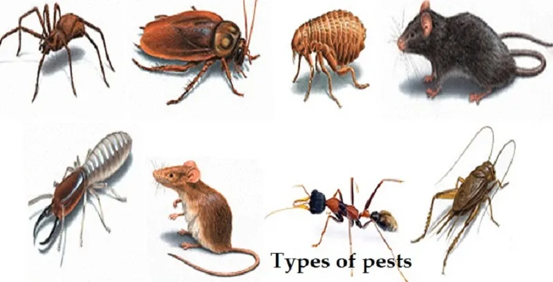 Types Of Pests In Your Grow Room