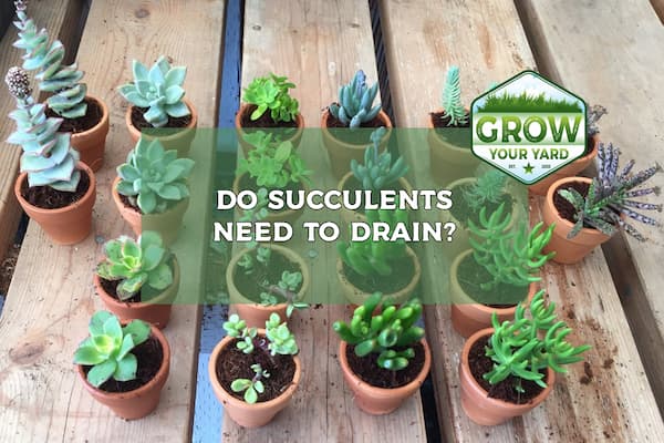 Do Succulents Need Drainage