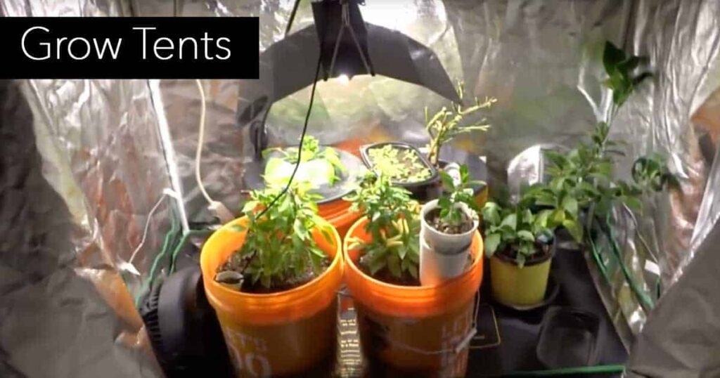 Plants in Grow Tent