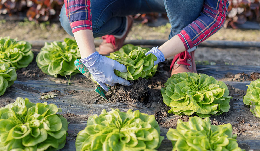 How to Grow Lettuce