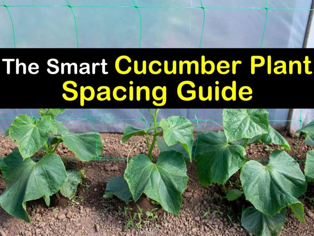 How Much Space do Cucumbers Need?