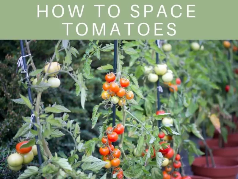 how to space tomatoes
