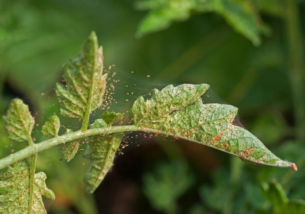 does neem oil kill spider mites