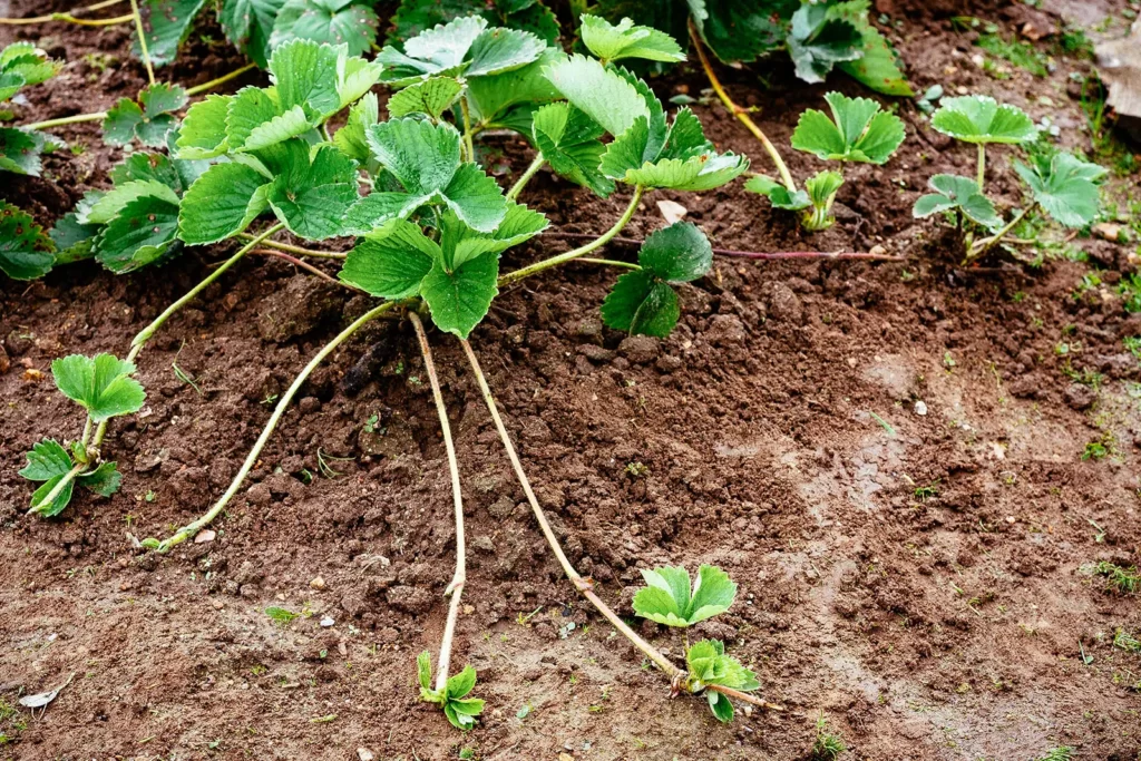 How Far Apart to Plant Strawberries