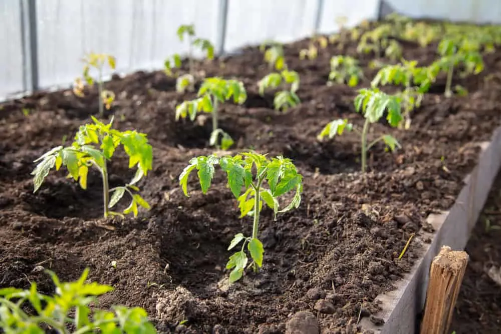 How Far Apart to Plant Tomatoes