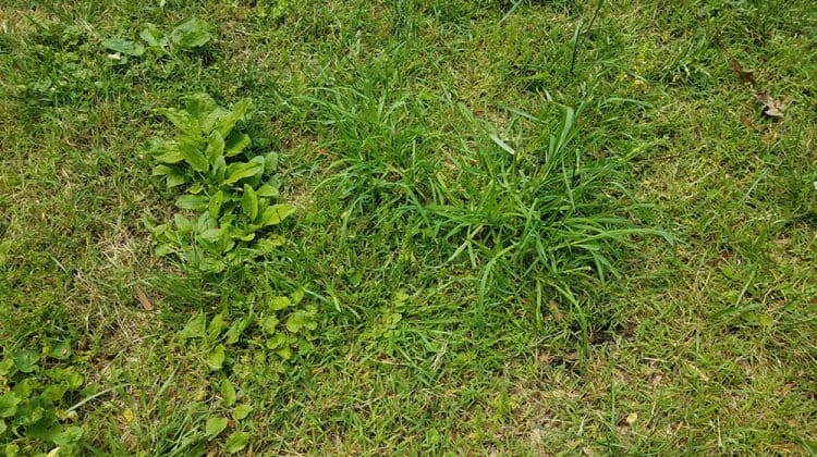 How And Why Do Weeds So Fast