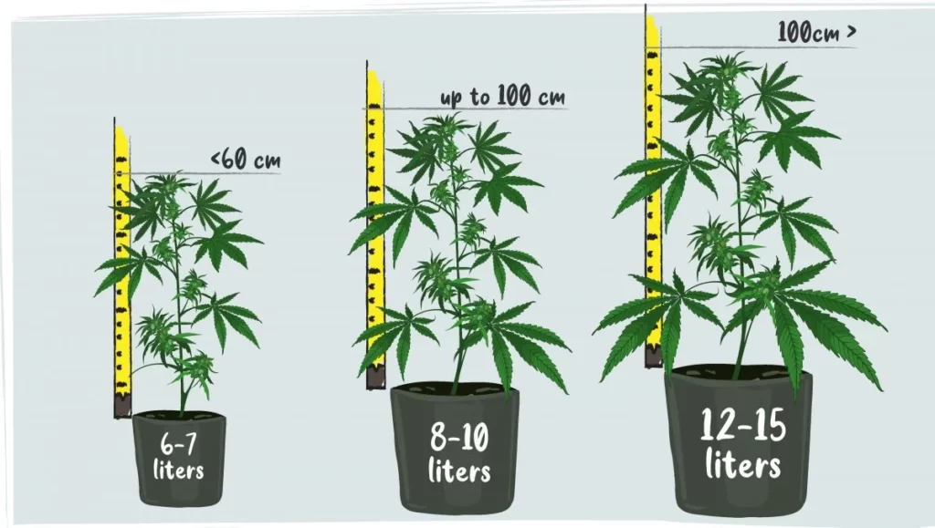 Main Factors Affecting The Size Of Autoflower