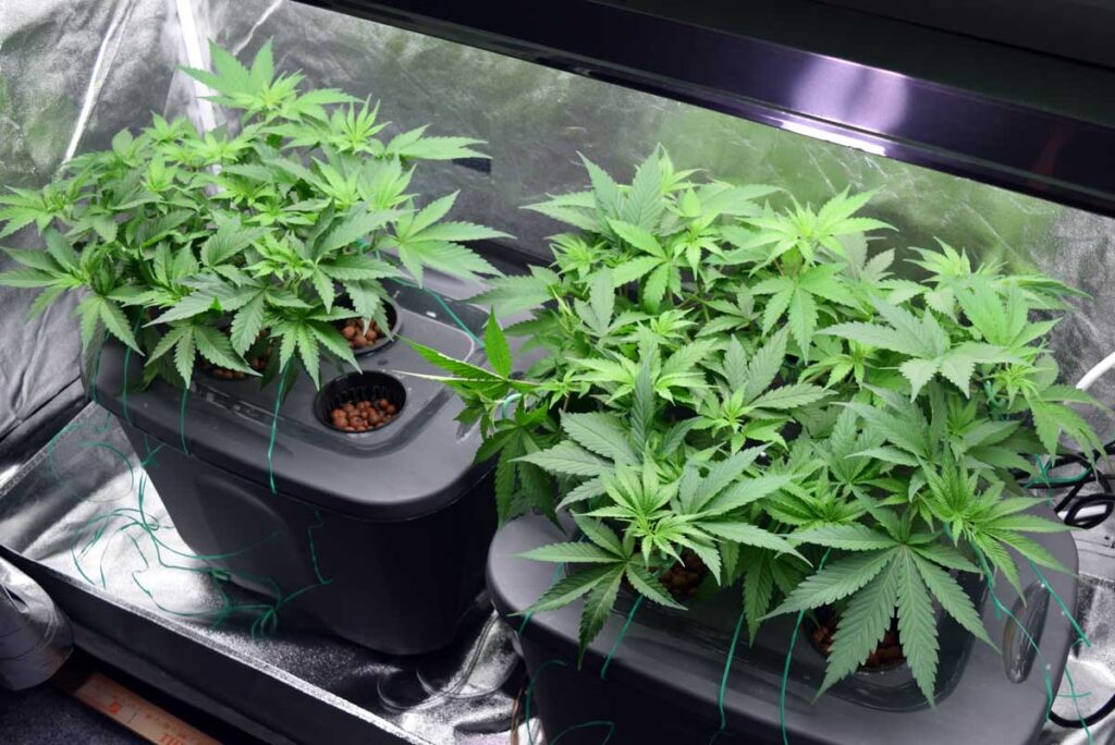 How To Maintain Water Temp For Growing Weed?