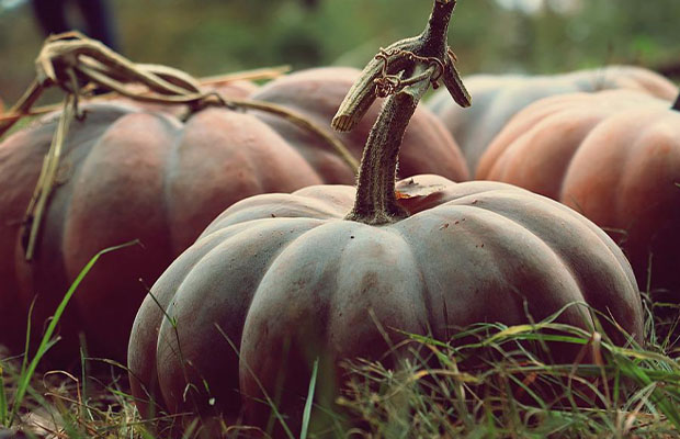 plant squash