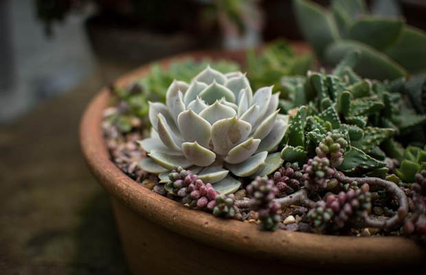 succulent care