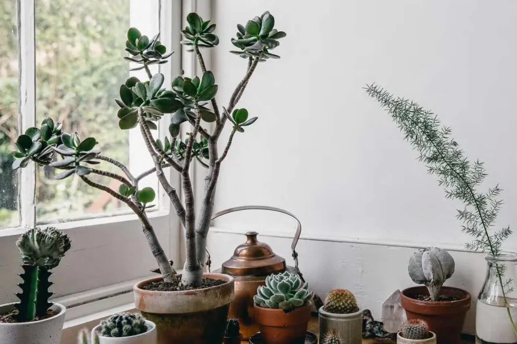 How Much Light Do Succulents Need?