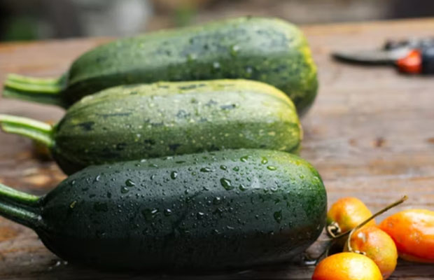 plant Zucchini