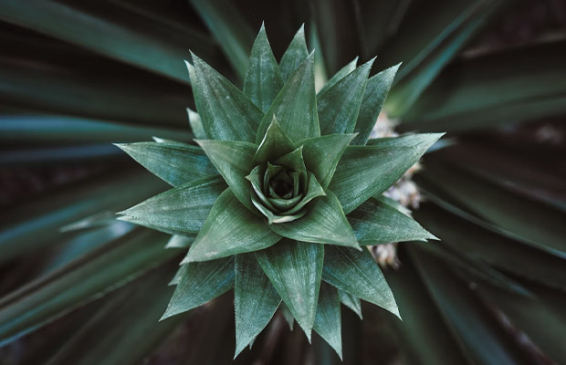 Agave