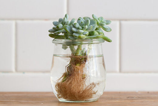 Propagating Succulents In Water