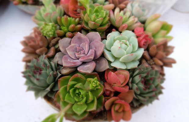 succulents