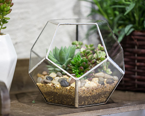 NCYP Gold Glass Geometric Terrarium