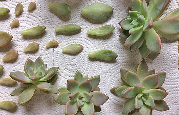 Propagate Succulent