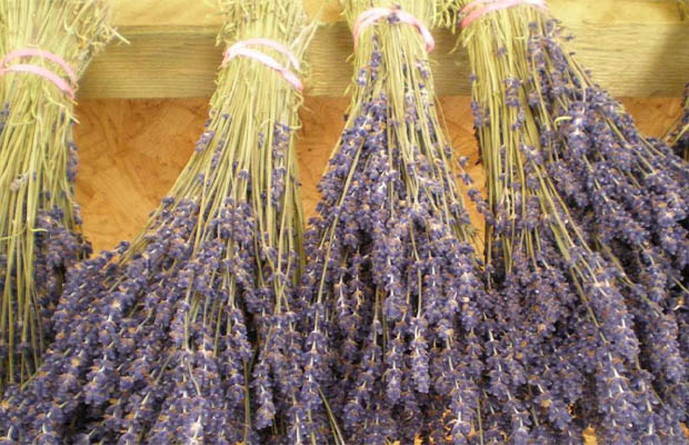 Dry Lavendar