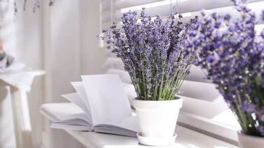 Grow Lavender Indoors