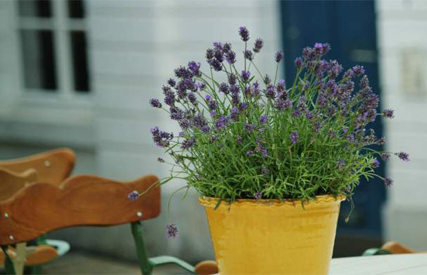 French lavender