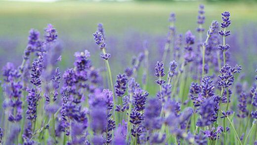 Lavender Perennial