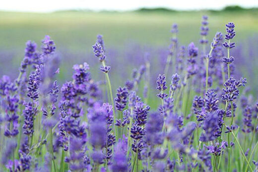 Lavender Perennial