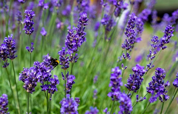 Lavender Perennial