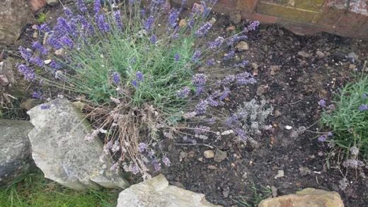 Lavender dying