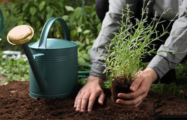 Lavender Soil