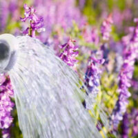 Water Lavender
