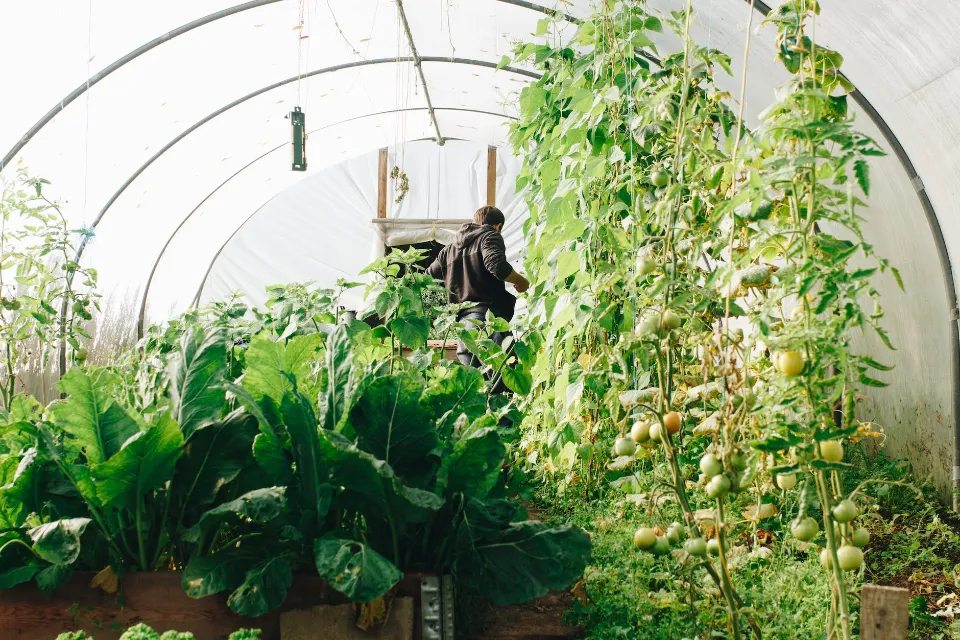 Types of Greenhouses