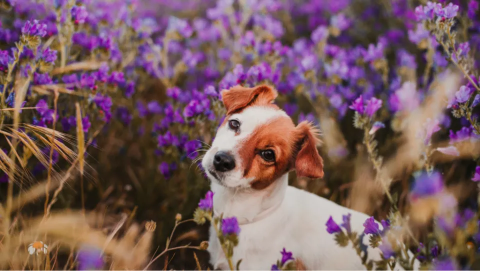 Is Lavender Safe for Dogs