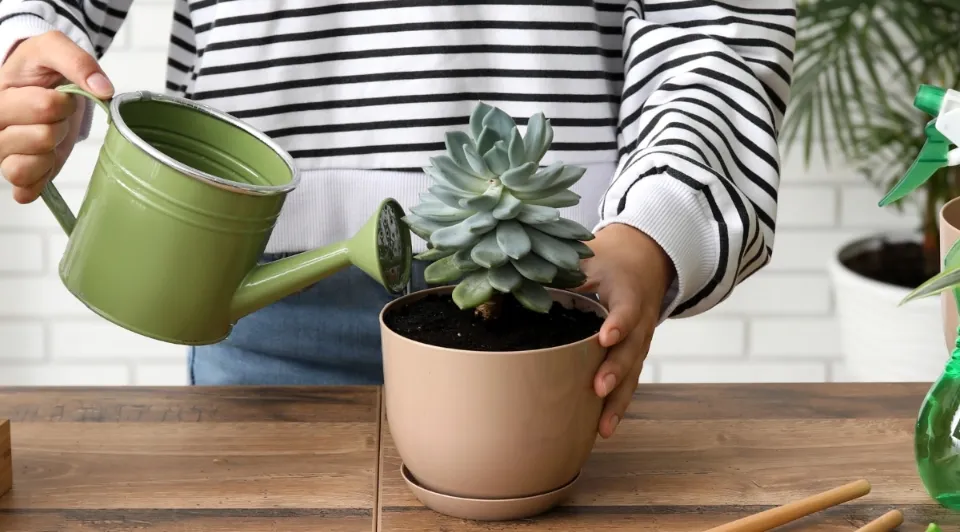 When to Water Succulents