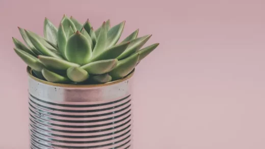 When to Water Succulents