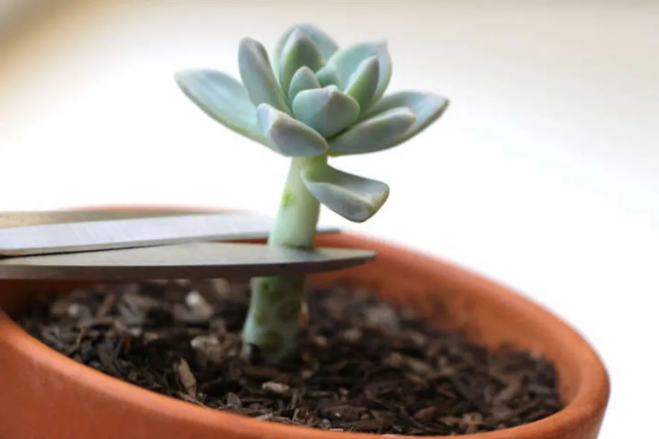How to Replant Succulents